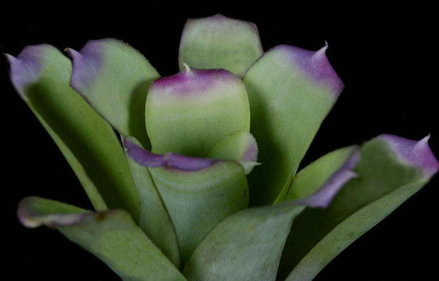 Neoregelia bahiana 'Pink Tips' - Tropiflora