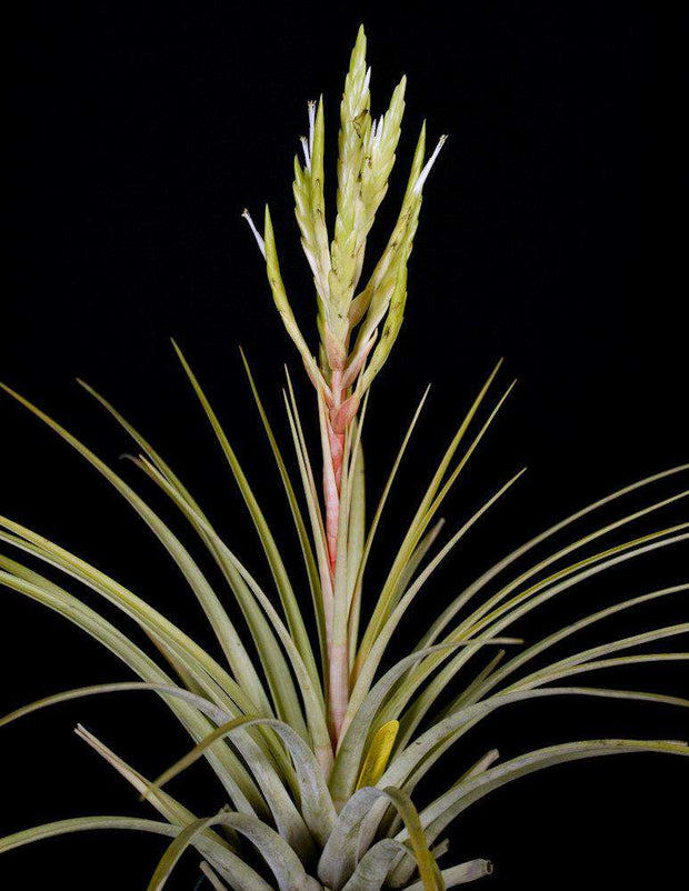 Tillandsia fasciculata v. desispica alba - Tropiflora