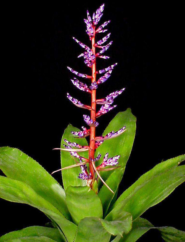 Aechmea 'Del Mar' (P) - Tropiflora