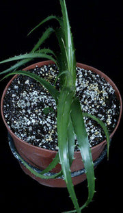 Dyckia 'Sidewinder' - Tropiflora