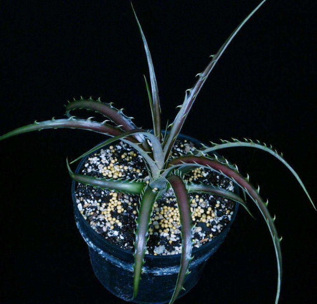 Dyckia 'Sidewinder' - Tropiflora