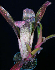 Billbergia 'Catalyst' - Tropiflora