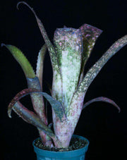 Billbergia 'Catalyst' - Tropiflora