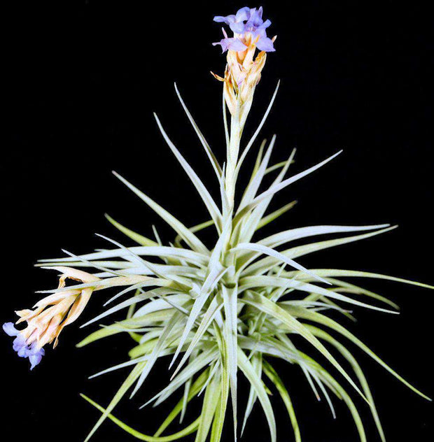 Tillandsia ixioides x bergeri - Tropiflora