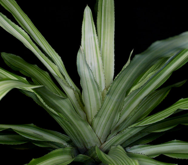 Aechmea 'Meteor Shower'