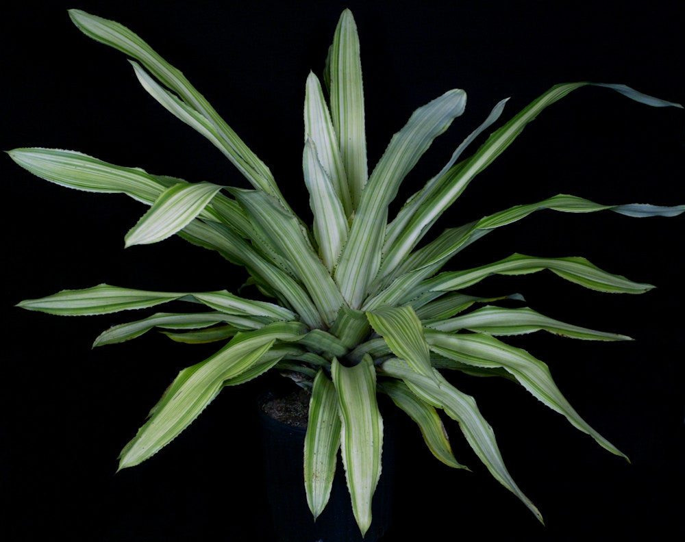 Aechmea 'Meteor Shower' – Tropiflora
