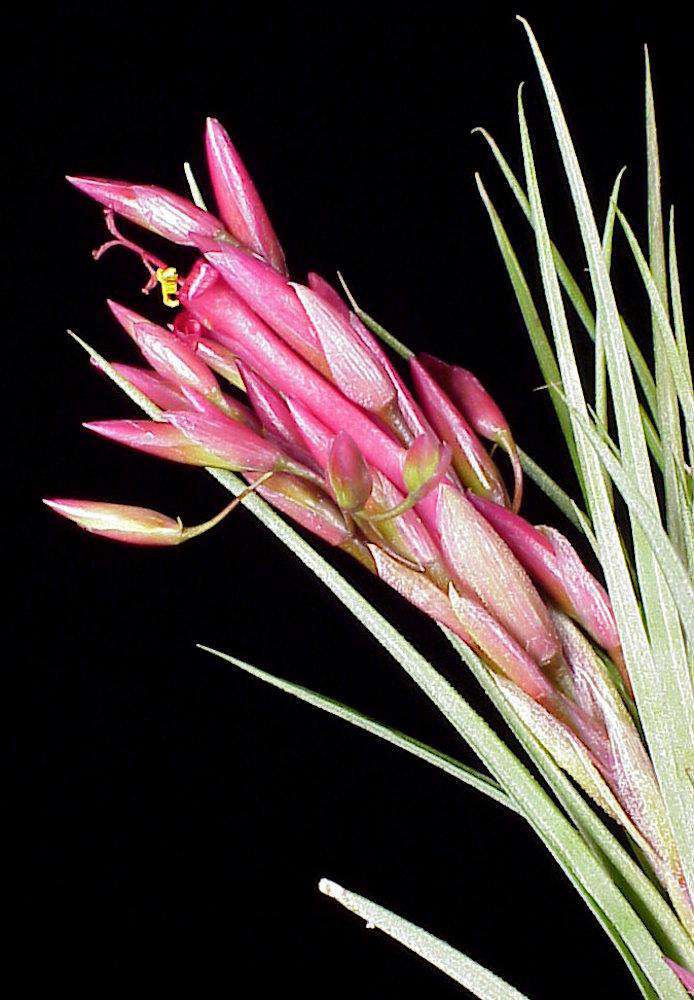 Tillandsia x wilinskii – Tropiflora