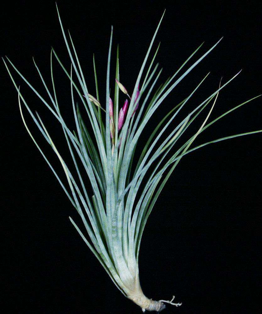 Tillandsia x wilinskii – Tropiflora