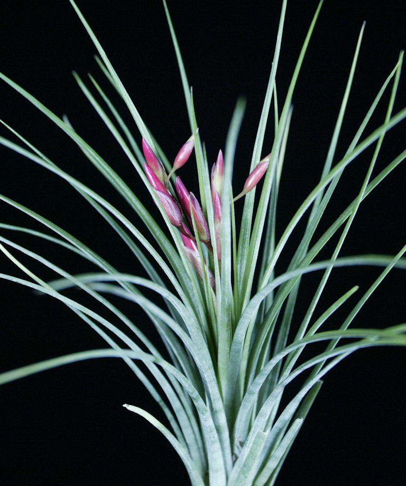 Tillandsia x wilinskii – Tropiflora
