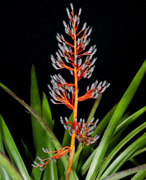 BROMELIADS Page 2 Tropiflora
