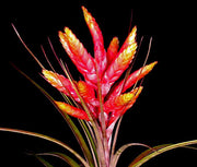 Tillandsia fasciculata 'Tropiflora' - Tropiflora