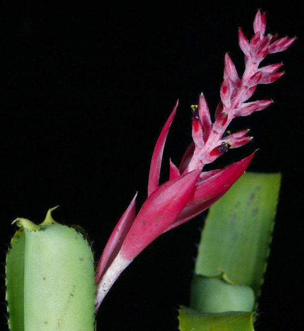 Aechmea nudicaulis v. aureorosea - Tropiflora