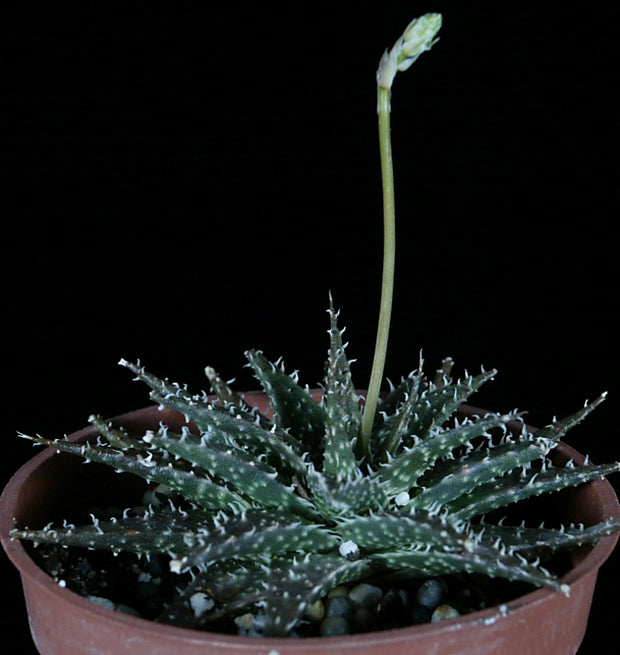 Aloe 'Pepe' (descoingsii x haworthioides)
