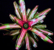 Neoregelia 'Gold Medal' - Tropiflora