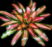 Neoregelia 'Gold Medal' - Tropiflora