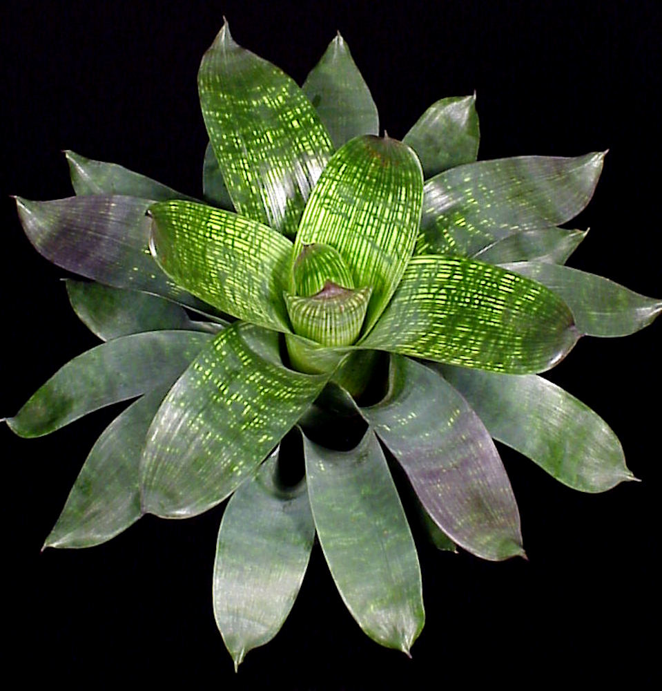 Vriesea gigantea v. seideliana aka 'Nova' – Tropiflora