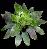 Vriesea gigantea v. seideliana aka 'Nova'