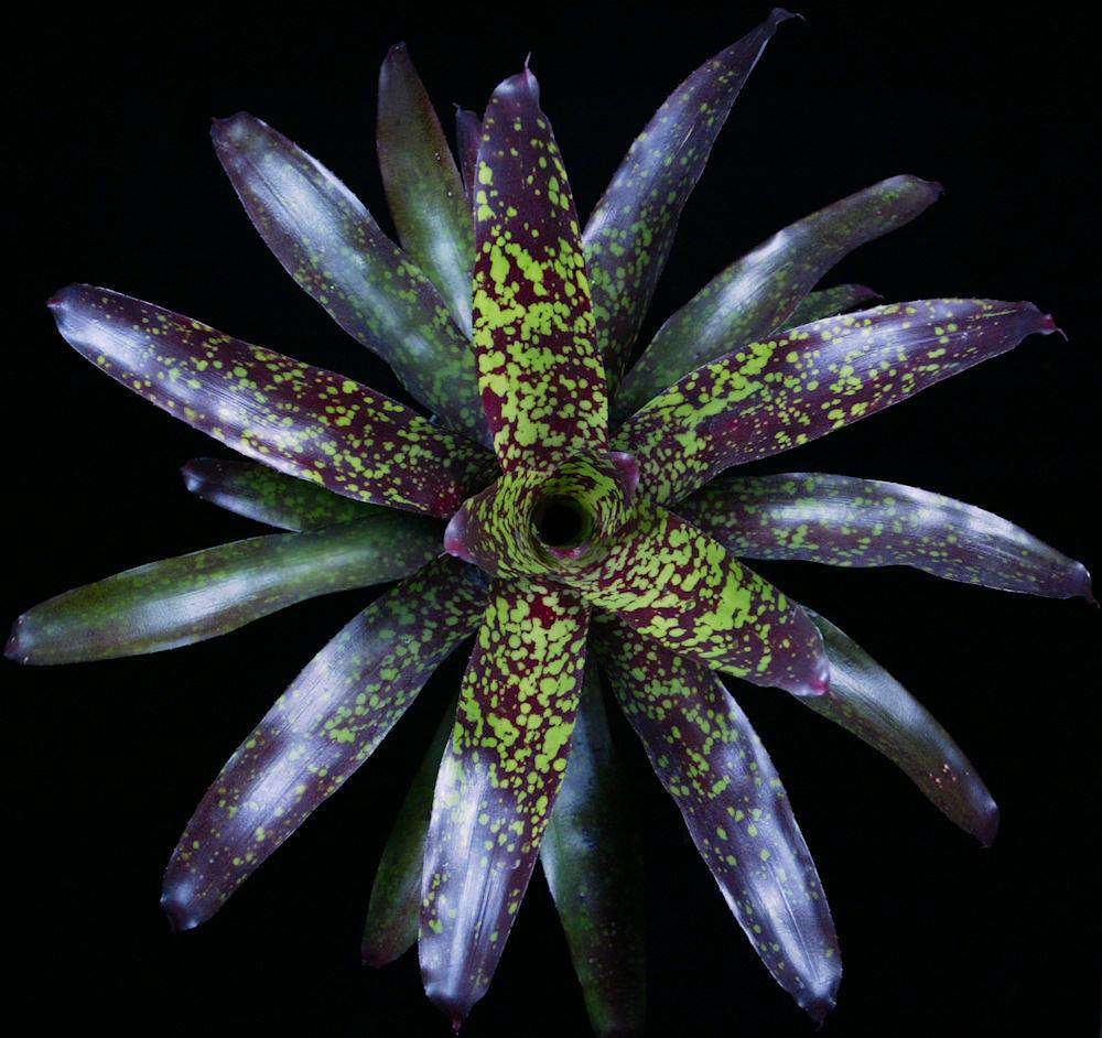 Neoregelia 'Super Aztec' – Tropiflora