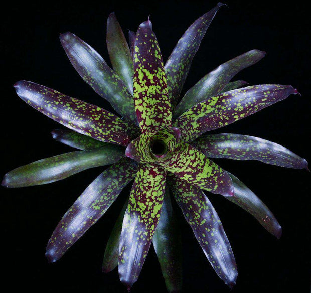 Neoregelia 'Super Aztec' - Tropiflora