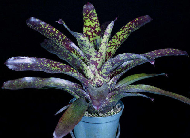 Neoregelia 'Super Aztec' - Tropiflora