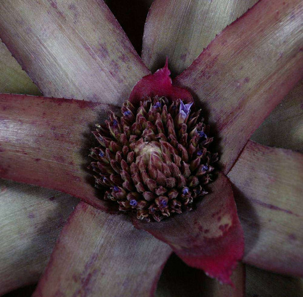 xNeotanthus 'Cardboard' - Tropiflora
