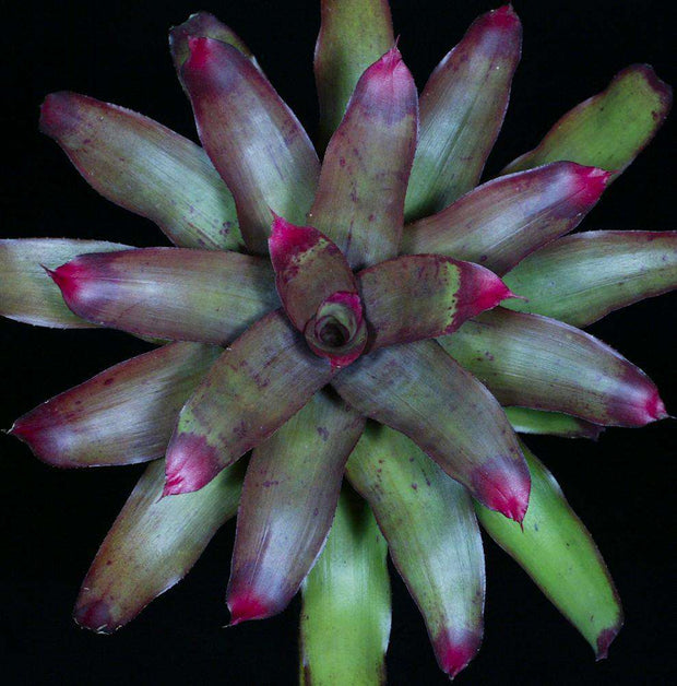 xNeotanthus 'Cardboard' - Tropiflora