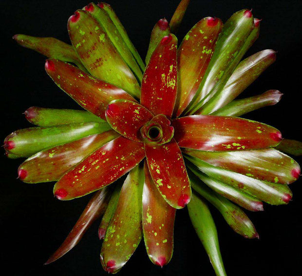 Neoregelia 'Red October' - Tropiflora