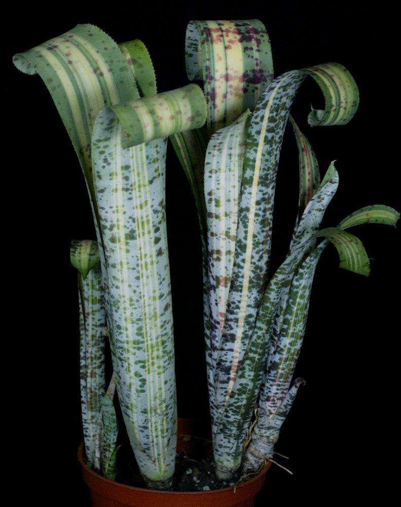 Quesnelia 'Rafael Oliveira' – Tropiflora