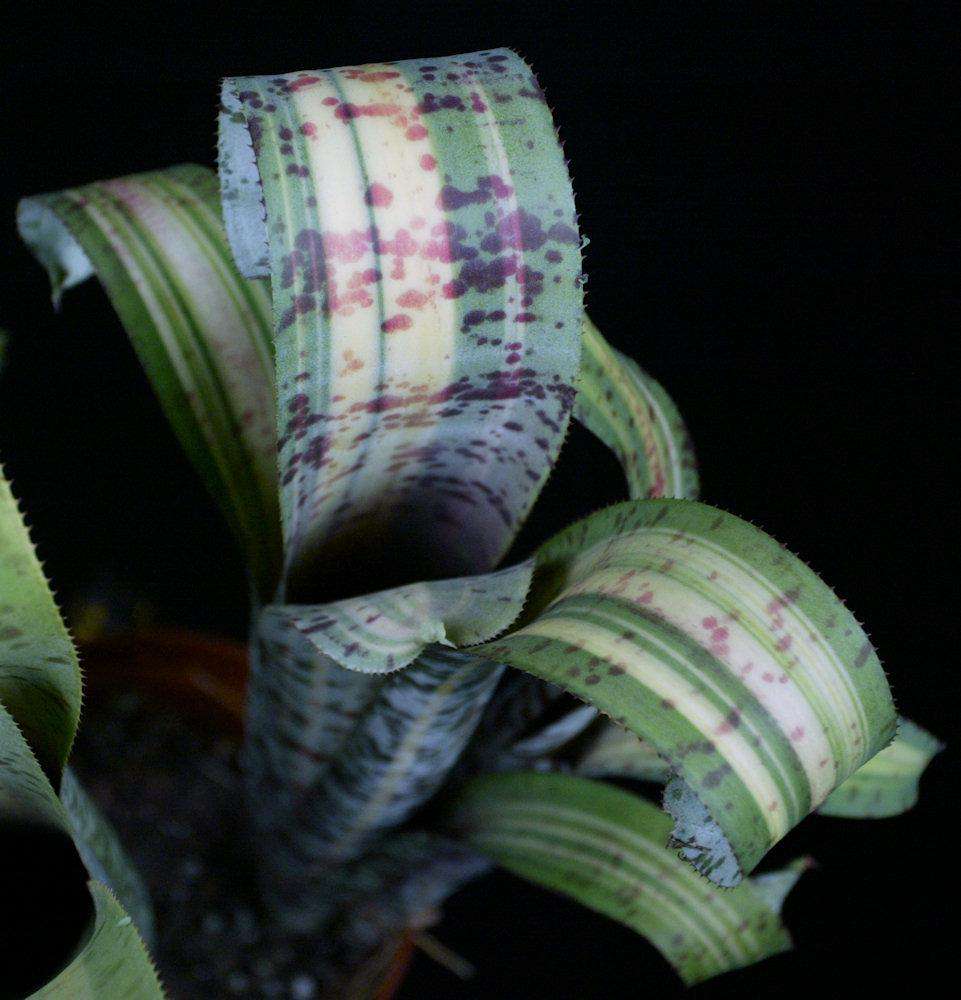 Quesnelia ‘Rafael Oliveira’ マルモラータ 斑入り Quesnelia 'Rafael Oliveira' – Tropiflora