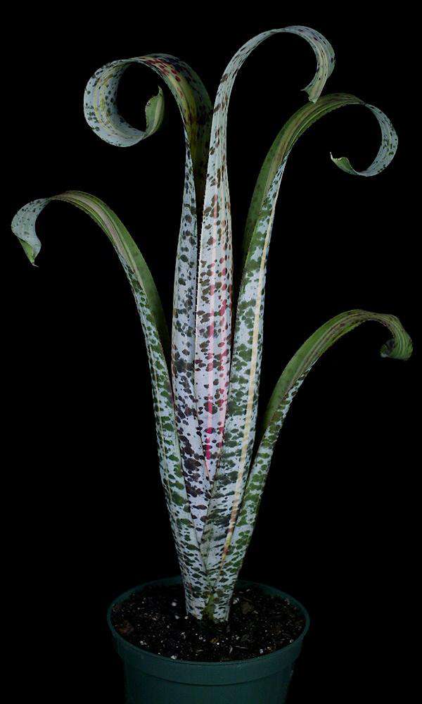 Quesnelia Rafael Oliveira② 抜き苗 タンクブロメリア Quesnelia 'Rafael Oliveira' – Tropiflora