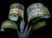 Quesnelia 'Rafael Oliveira' - Tropiflora