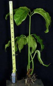 Amorphophallus titanum - Tropiflora