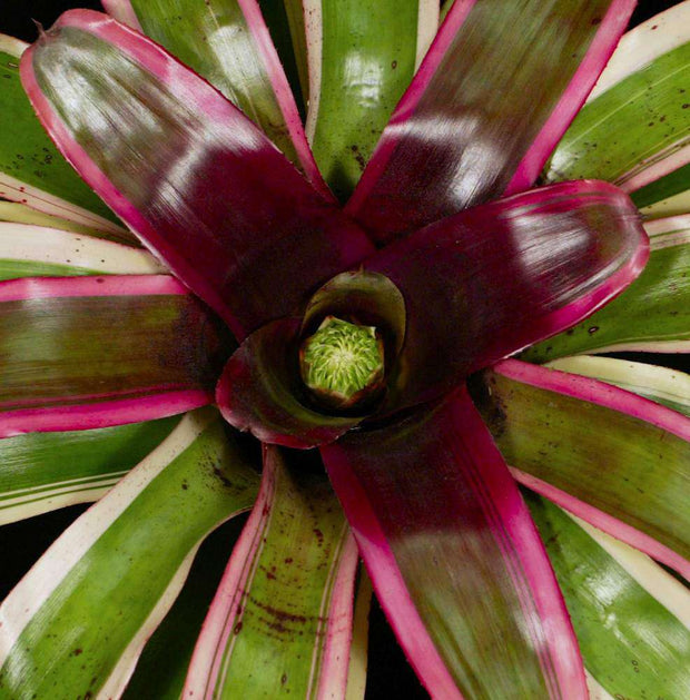 Neoregelia 'Constance Pignolet