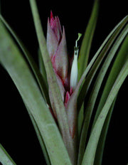 Tillandsia x may-patii - Tropiflora