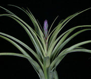 Tillandsia x may-patii - Tropiflora