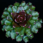 Neoregelia 'Small World'