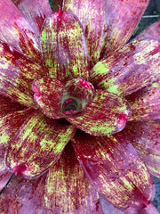 Neoregelia 'Hot August Night'