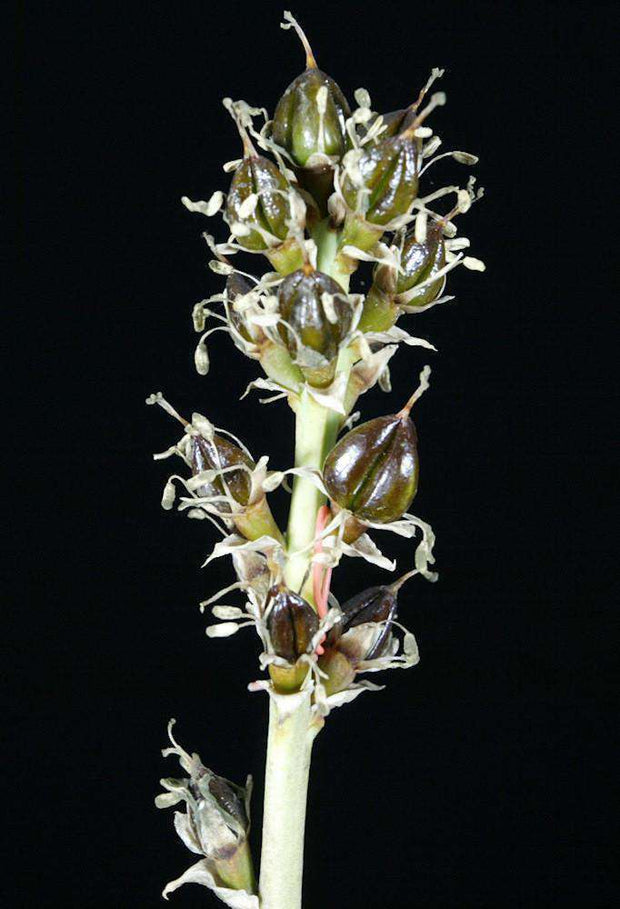 Encholirium magalhaesii Diamantina - Tropiflora