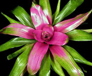 Neoregelia 'Donna' - Tropiflora