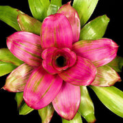 Neoregelia 'Donna' - Tropiflora