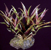 Vriesea flammea x corcovadensis - Tropiflora