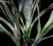 Billbergia 'Delicioso' - Tropiflora