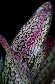 Billbergia 'Delicioso' - Tropiflora