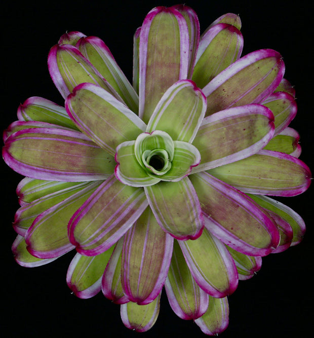 Neoregelia 'Dr. Jeffrey Block'