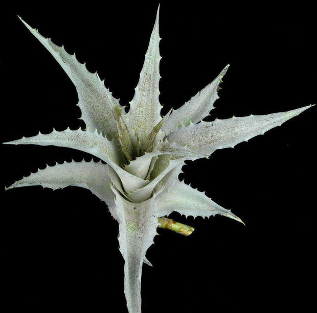 Orthophytum foliosum 'Silver Clone' - Tropiflora