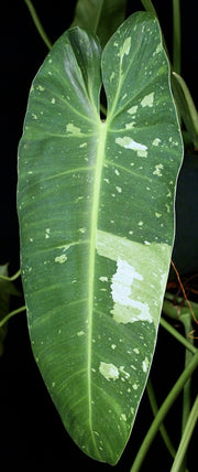 Philodendron 'Jose Buono' (imbe variegated)