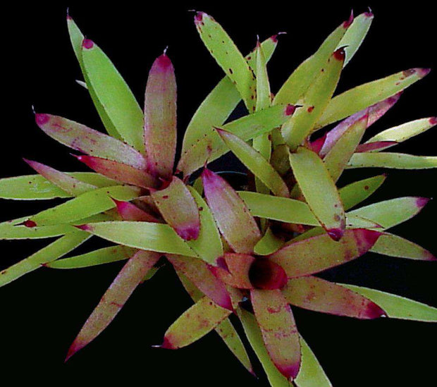 Neoregelia cyanea - Tropiflora