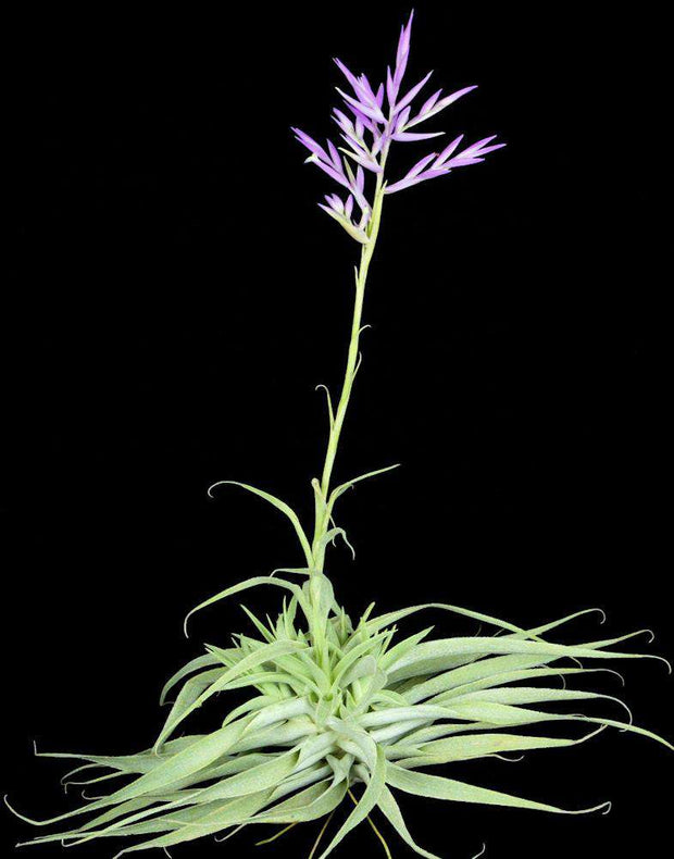 Tillandsia cacticola 'Silver Clone' - Tropiflora