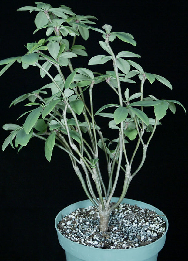 Euphorbia bongolavensis