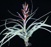 Tillandsia foliosa x concolor - Tropiflora